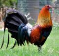 gamefowlforsale's picture
