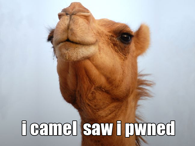 icamel.jpg